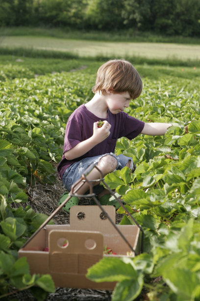 摘草莓系列图片下载