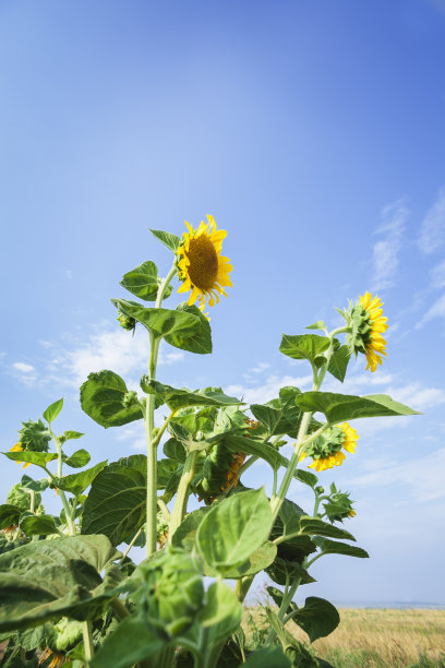 向日葵图片下载