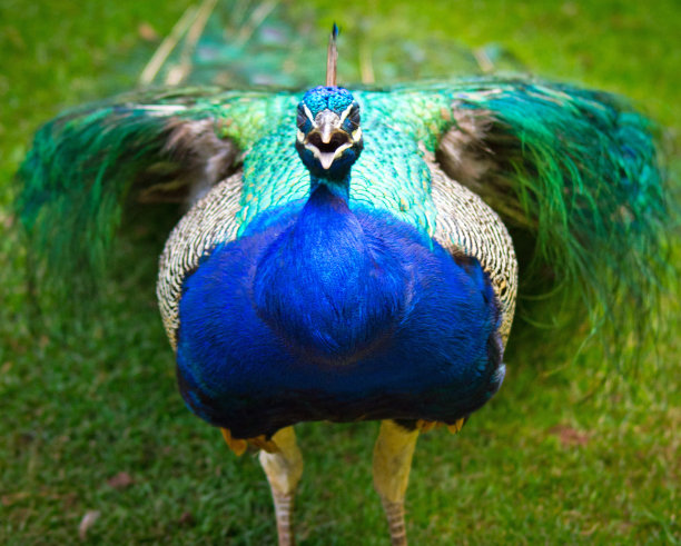 孔雀对着镜头啼叫图片下载