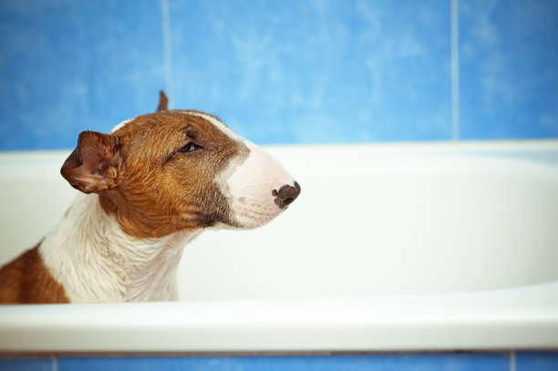 英国斗牛梗小狗在洗澡图片下载