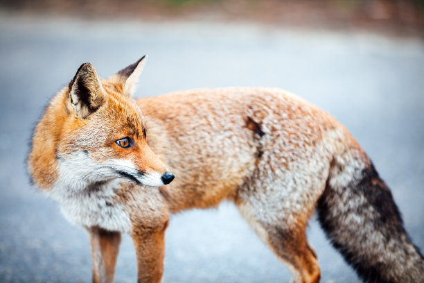 路上的狐狸图片下载