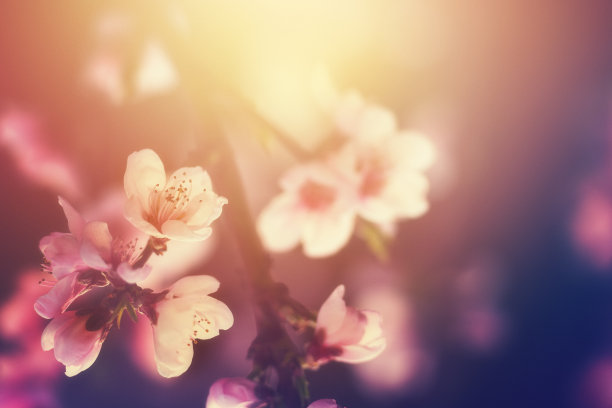 春天开花图片下载