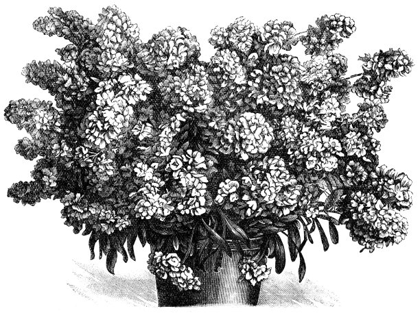 “壁花”图片下载