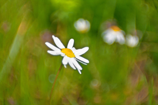 洋甘菊-洋甘菊图片下载