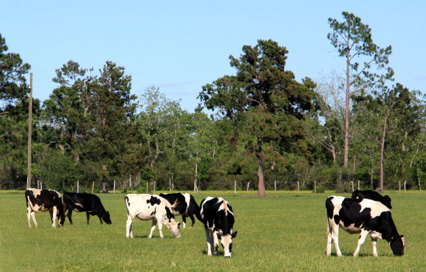 牧场上的黑白奶牛图片下载