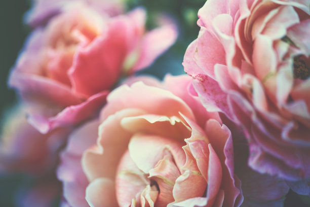 花图片素材ID：147343222