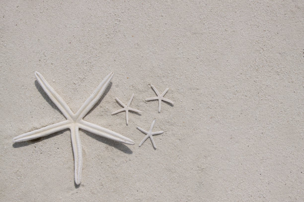 沙滩上的海星图片下载