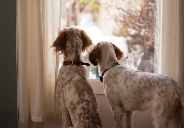 两个英国赛特人望着窗外，摄于挪威图片下载