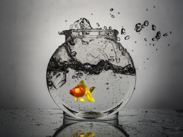 小鱼，溅起大水花图片下载