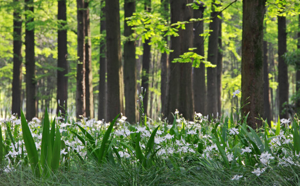 杭州鸢尾花林苑图片下载
