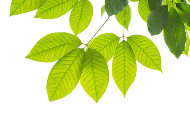 橡胶树图片下载