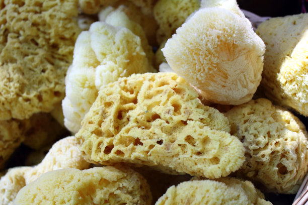 天然海绵图片下载