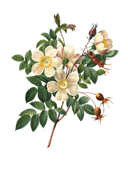 植物插画素材ID：147370930