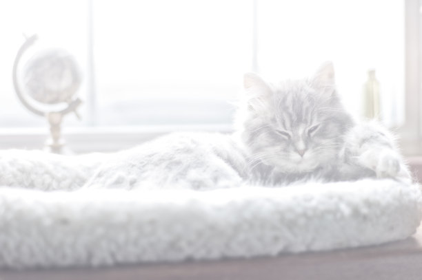 灰色小猫在一个窗口，高关键图像。图片下载