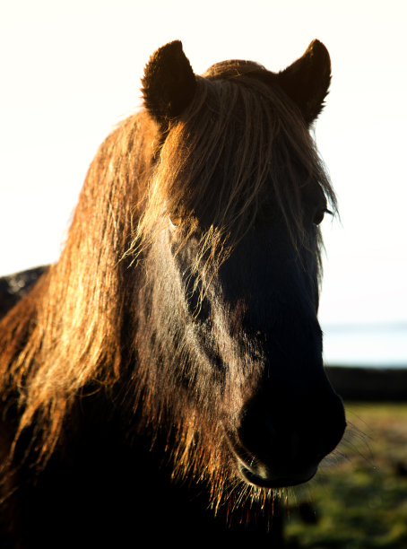 棕色的小马图片下载