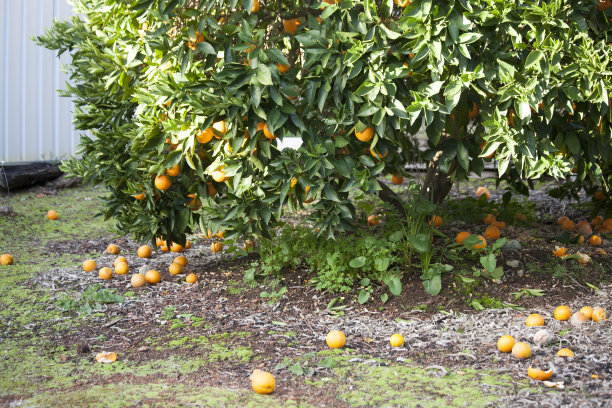 橙树图片下载