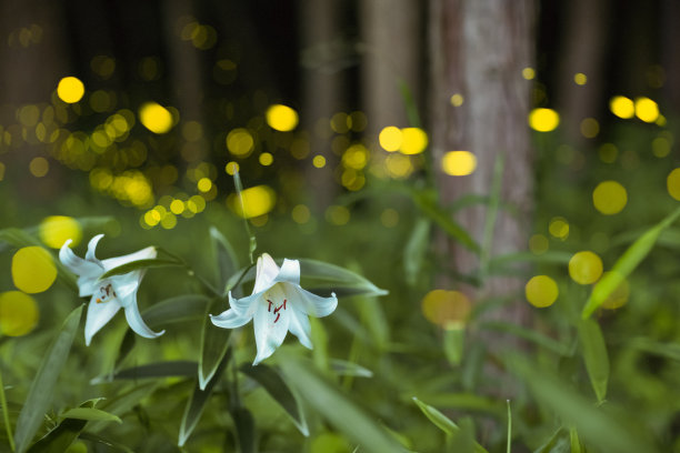 萤火虫在夜间在森林里的白花周围飞舞图片下载