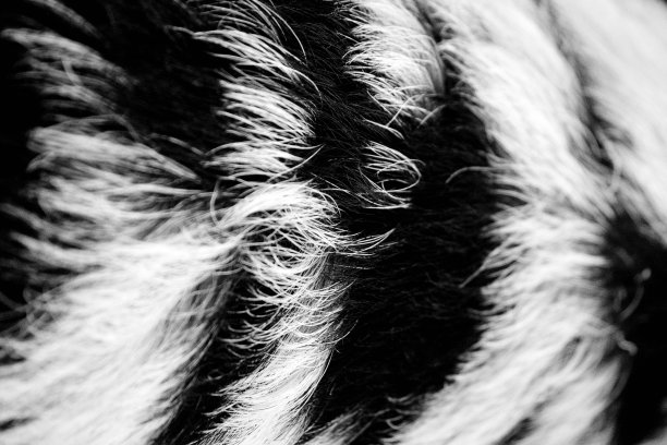 坤坤猪图片下载