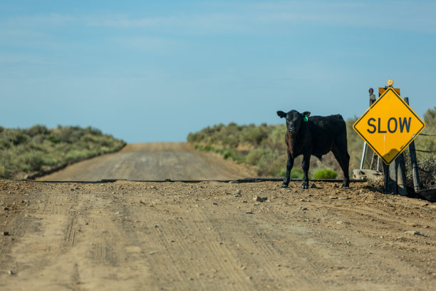 黑牛在一条有慢行标志的土路上图片下载