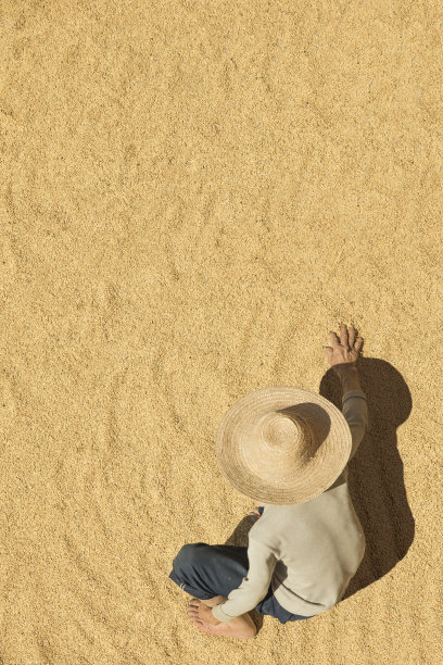 农民从上面收割谷物图片下载