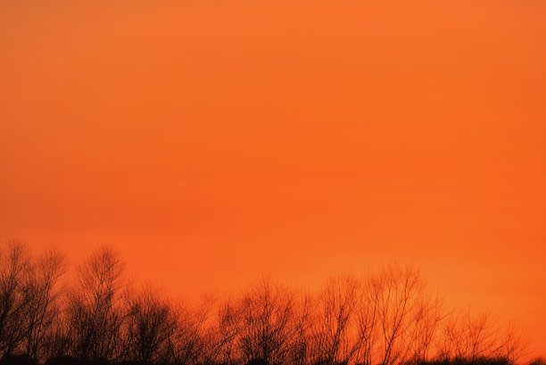 光秃秃的树日落图片下载