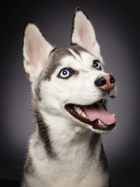 西伯利亚雪橇犬图片下载