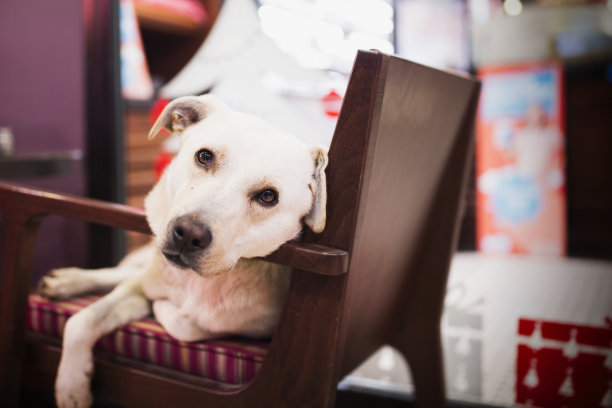 沉睡的狗休息图片下载