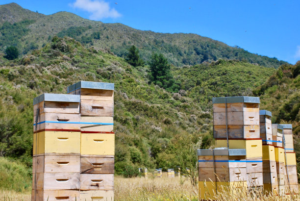 新西兰本地卡努卡茶树灌木丛中的蜂箱图片下载
