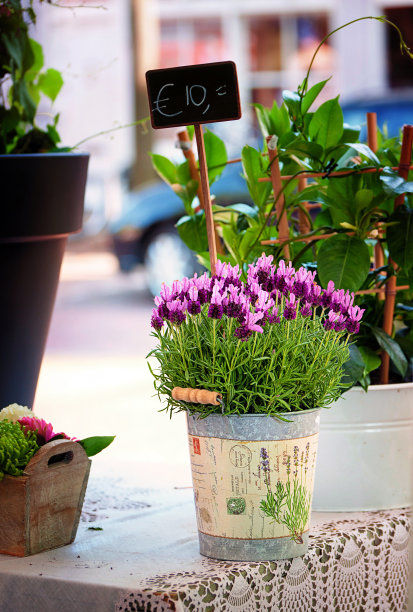 薰衣草出售图片下载