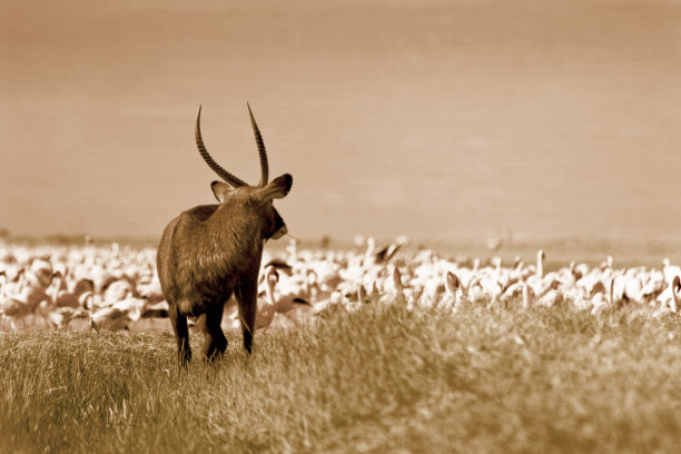 非洲大羚羊图片下载