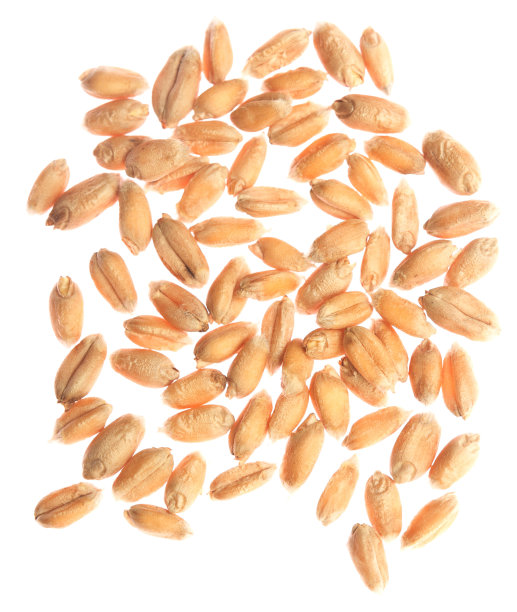 小麦在白图片下载