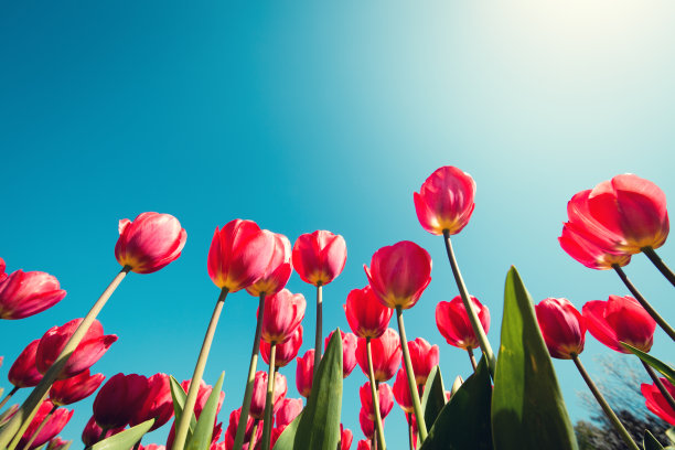 红色郁金香领域素材图片