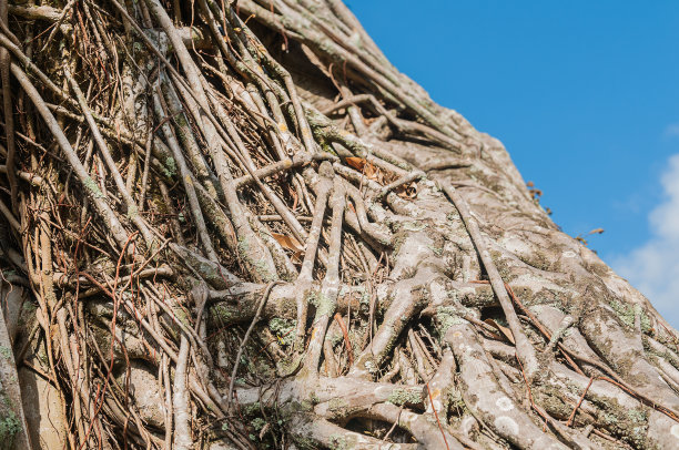 魔法森林图片下载