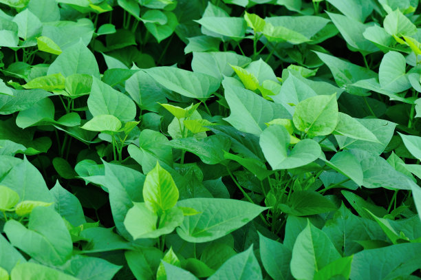 在花园中生长的绿色甘薯图片下载