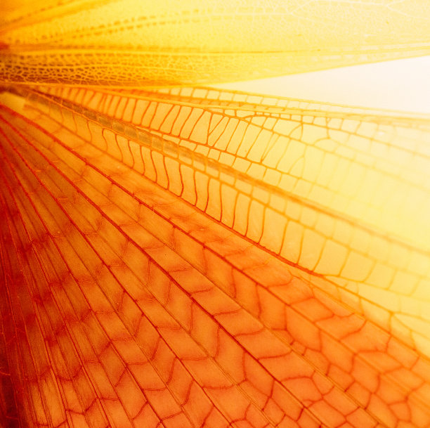 蝴蝶照片素材ID：147439972