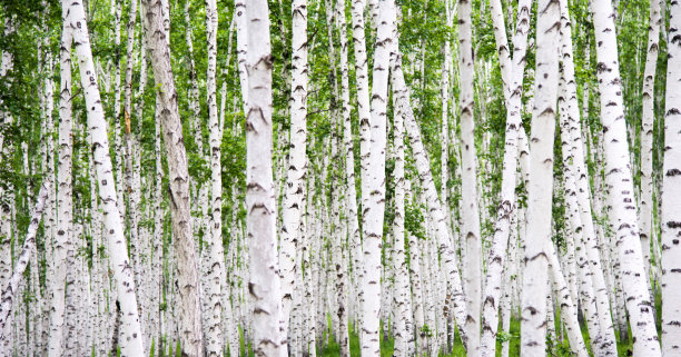 树木图片素材ID：147441628