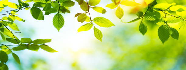 嫩绿的春叶图片下载