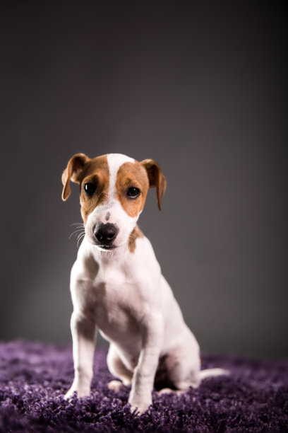 杰克罗素的小狗图片下载