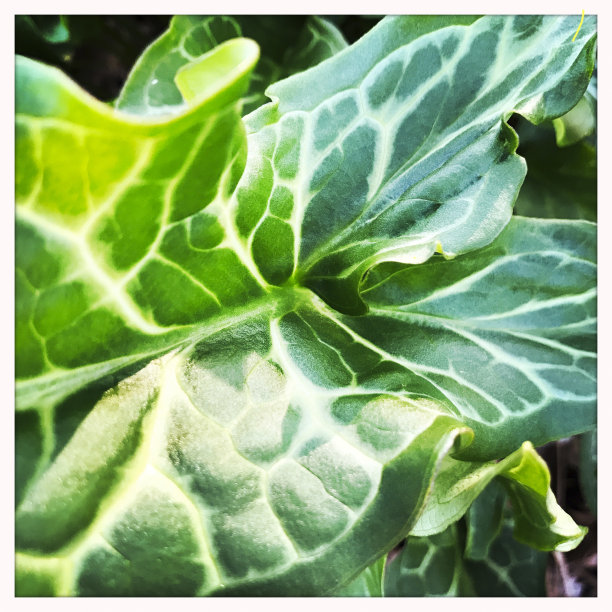 象耳植物菖蒲图片下载