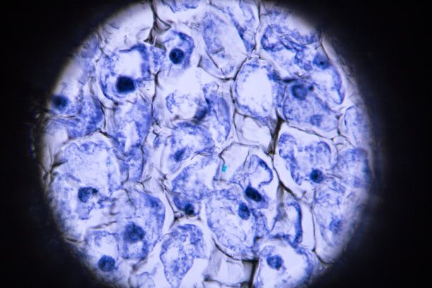 显微镜下的蚕豆根图片下载