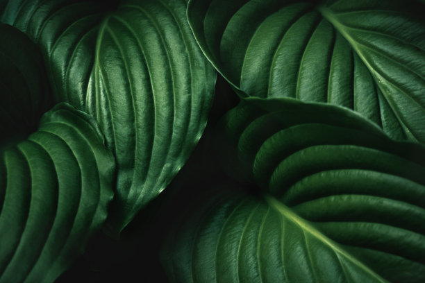 背景图照片素材ID：147455644