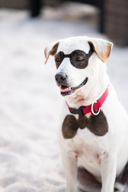 狗与黑眼镜和领结图片下载