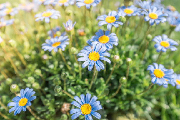 margherite小蓝图片下载