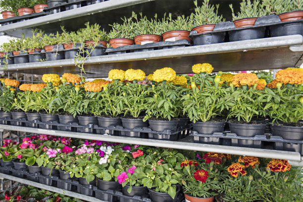 苗圃架子上的各种花盆素材图片