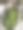 食物背景:在厨房的水龙头下清洗生西兰花图片下载