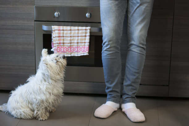 宠物在家里图片下载