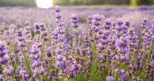 春天图片素材ID：147486718