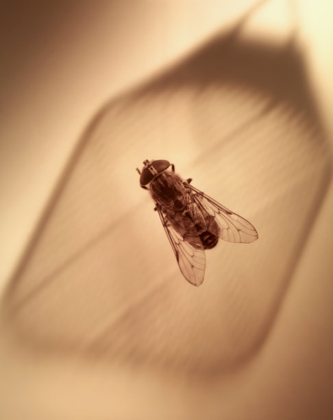 苍蝇拍图片下载