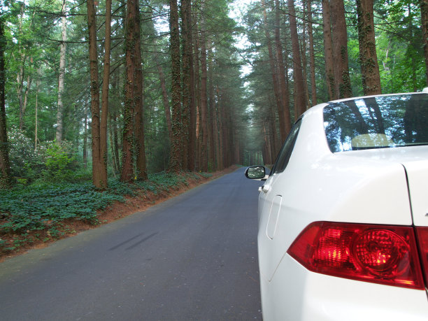 森林开图片下载