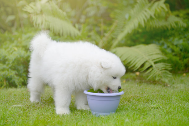 萨摩耶狗和小狗图片下载